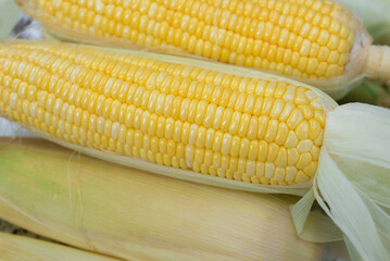 Fresh corn, sweet corn