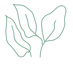 Hand drawn leaves . Floral twig, botanical branch with and leaf doodle. Plant leaf feather and fir tree branches
