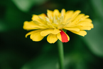 Yellow Zinnia with Red Stripe on Flower Petal