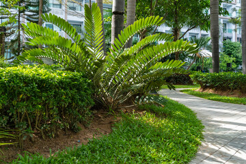 Obraz premium Zamia (Zamia) small plants with a massive barrel-shaped trunk and feathery leaves. A characteristic feature of the genus is the next arrangement of leaves.
