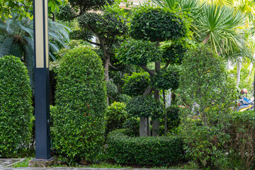 Beautifully trimmed shrub growing in the condominium.