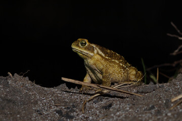 frog on the ground