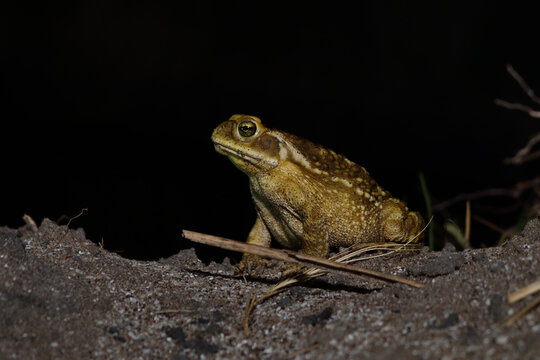 frog on the ground
