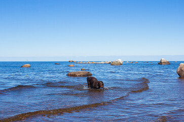 Black dachshund standing on rocks in blue water, weiner dog on lake