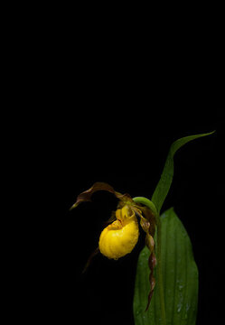 Yellow Lady Slipper Orchid 