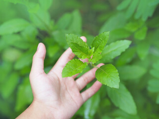 woman hand touching leaves of basil plant.