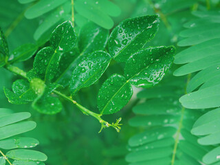 green kaffir lime leaves with water drops