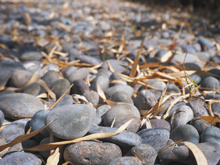 Grey gravel and dry leaves falling under bamboo trees.