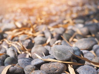 Grey gravel and dry leaves falling under bamboo trees.