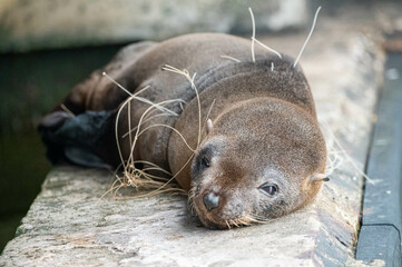 sea ​​lion entangled in fishing net