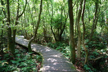 spring forest pathway in the gleaming sunlight
