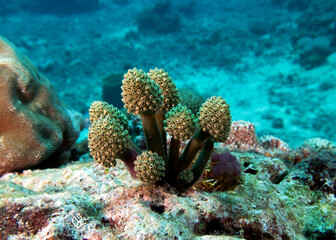 Oxycorynia fascicularis also known as Stalked green Ascidian Boracay Island Philippines