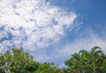 Obraz premium A group of foliage plants against a background of clear sky and clear clouds.