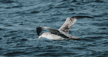 Obraz premium pelagic bird in flight