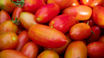 Harvesting - red ripe tomatoes grown in an open-air garden on a sunny day