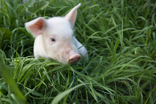 One curious white cute pig walks on the green grass and looks at the camera