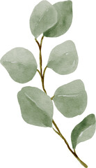 Eucalyptus Watercolor Leaves Illustration