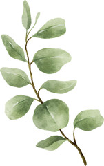 Fototapeta premium Eucalyptus Watercolor Leaves Illustration