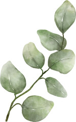 Eucalyptus Watercolor Leaves Illustration