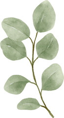 Eucalyptus Watercolor Leaves Illustration