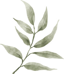 Leaf Watercolor Illustration