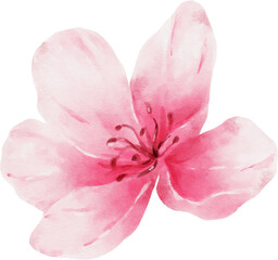 Fototapeta na wymiar Pink Flower Watercolor