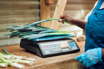 Electronic, digital and retail scale weighing vegetables for customer at food and fruit supermarket. Female grocery store worker checking the cost of health produce with computing price machine.