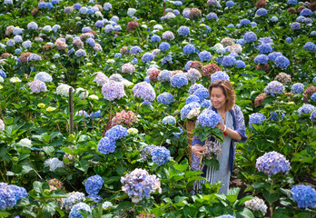 Fototapeta premium Portrait of a beautiful traveler woman walking in Hydrangea macrophylla field or Hortensia flower in a garden at Chiang Mai, Thailand. Travel concept in Thailand.