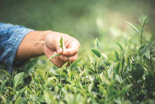 Close up images, The hands of the farmers who are harvesting up the leaves from the tea tree in the morning which are the good time to harvest the tea leaves, to people and agriculture concept.