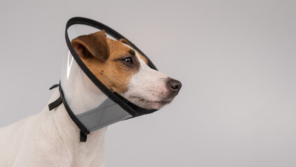 Jack Russell Terrier dog in plastic cone after surgery. Copy space. 