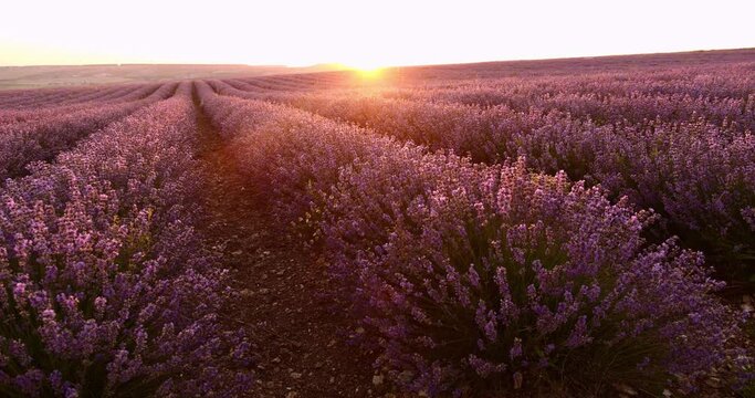 Lavender Blooming. Lavender Industry. Rows of flowering lavender bushes at dawn or sunset. Sun glare