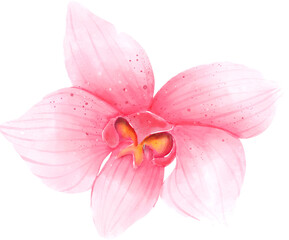 Fototapeta na wymiar Pink Orchid Watercolor Flower Illustration
