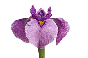 Purple and yellow pseudata "eyelash" iris flower 