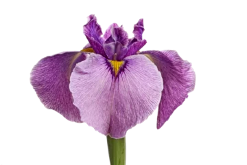 Tuinposter Purple and yellow pseudata "eyelash" iris flower  © sbgoodwin