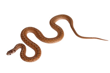 An adult Northern brown snake (Storeria dekayi) forms some S-shaped curves