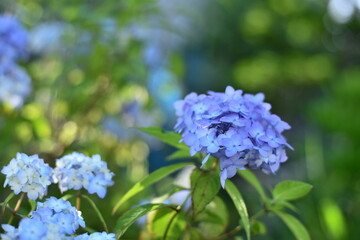 北海道の紫陽花