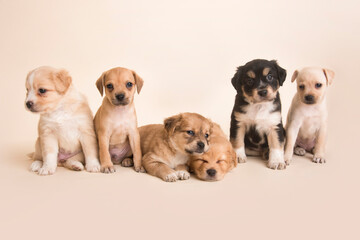 Sleeping Newborn mixed breed puppies dogs