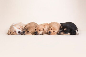 Sleeping Newborn mixed breed puppies dogs