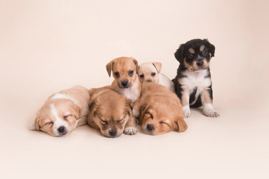 Sleeping Newborn mixed breed puppies dogs