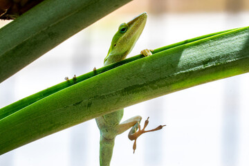 green lizard on a leaf