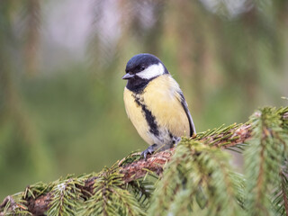 Obraz premium Cute bird Great tit, songbird sitting on the fir branch