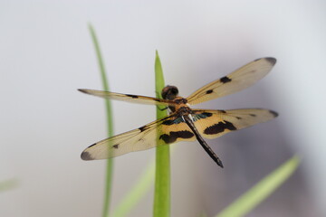 dragonfly sitting on a leaf