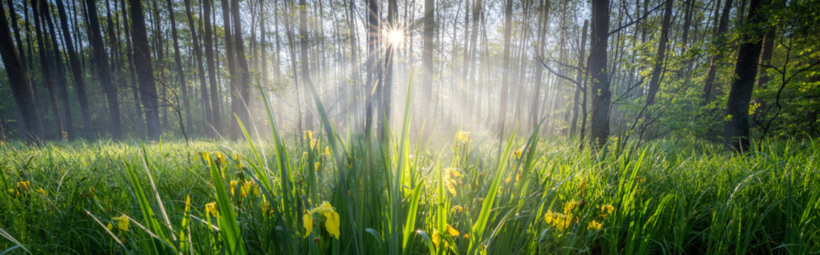 Beautiful foggy morning in alder trees wet forest
