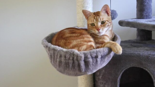 Cute ginger cat is sleeping inside cat's basket. Concept of domestic pets. Lovely and happy red kitty at home. Free space for your textHigh quality FullHD footage