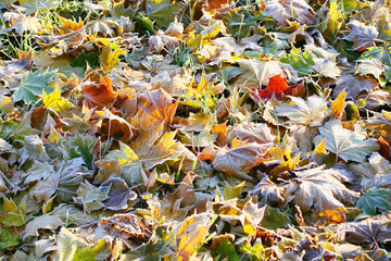 autumn. leaves. frost - 525231605