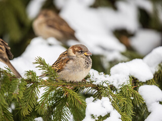 Sparrow sits on a fir branch with snow in winter