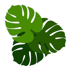 Monstera leaf