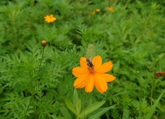 黄色い花の蜜を集めるハチ