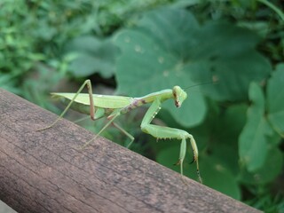 カマキリの雄姿