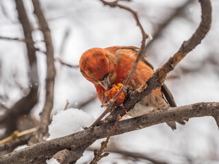 Red Crossbill male sitting on the tree branch and eats wild apple berries. Crossbill bird eats berries.